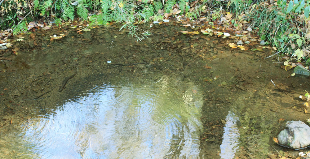 民宿 山久荘　湧水　画像