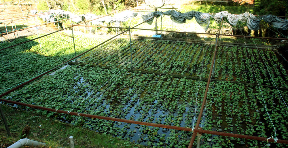 民宿 山久荘　ワサビ田　画像