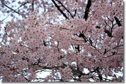 民宿 山久荘　当日の桜。満開です！