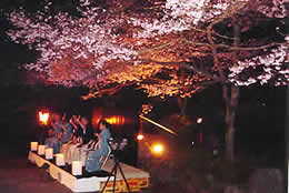 民宿 山久荘　当日の桜。満開です！