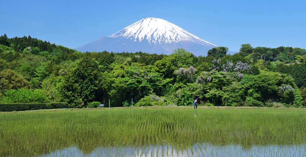 小山町　田園風景　画像